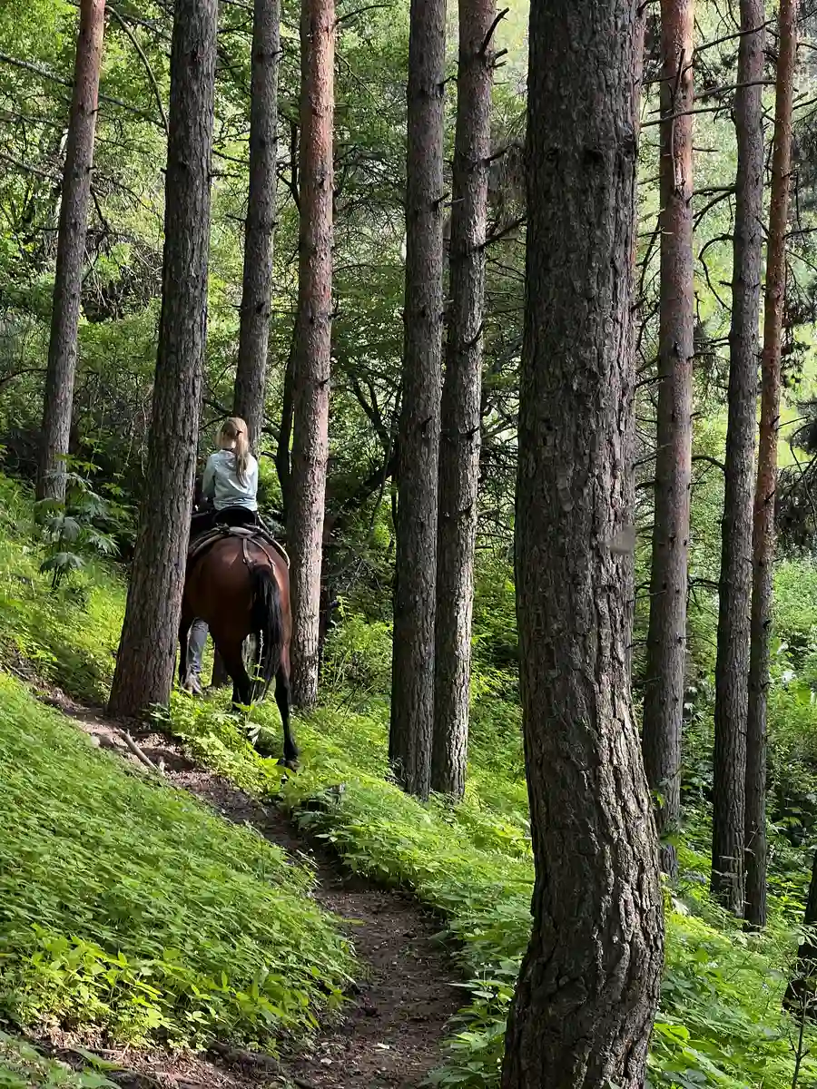Rider on horseback following a narrow trail through a Tien Shan pine forest